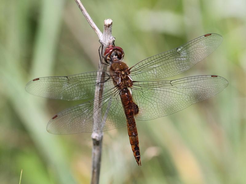 Photo of Spot-winged Glider