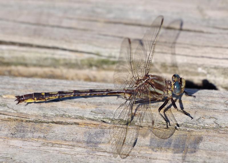 Photo of Dusky Clubtail