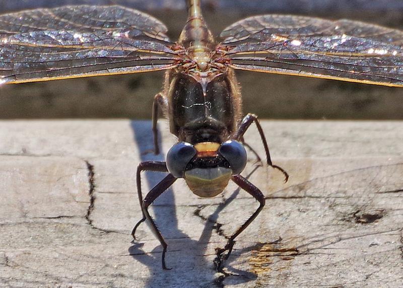 Photo of Dusky Clubtail