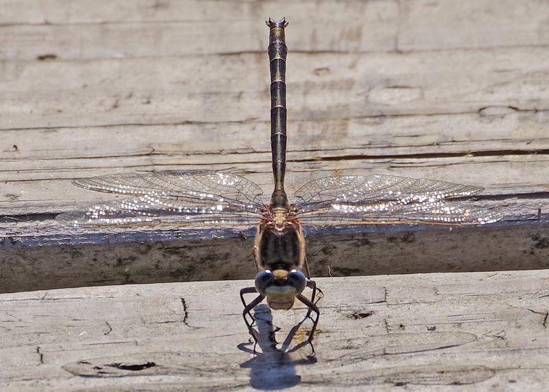 Photo of Dusky Clubtail