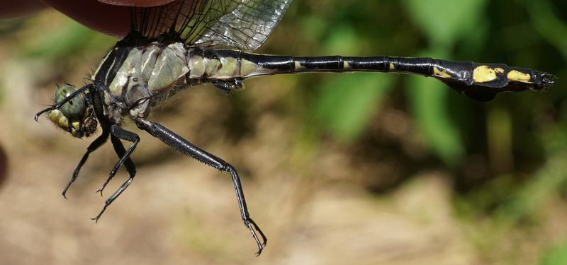 Photo of Skillet Clubtail