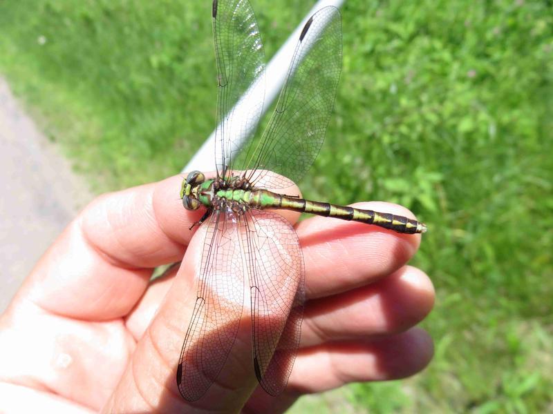 Photo of Sioux Snaketail