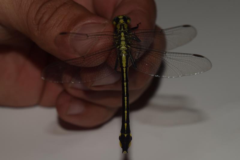 Photo of Midland Clubtail