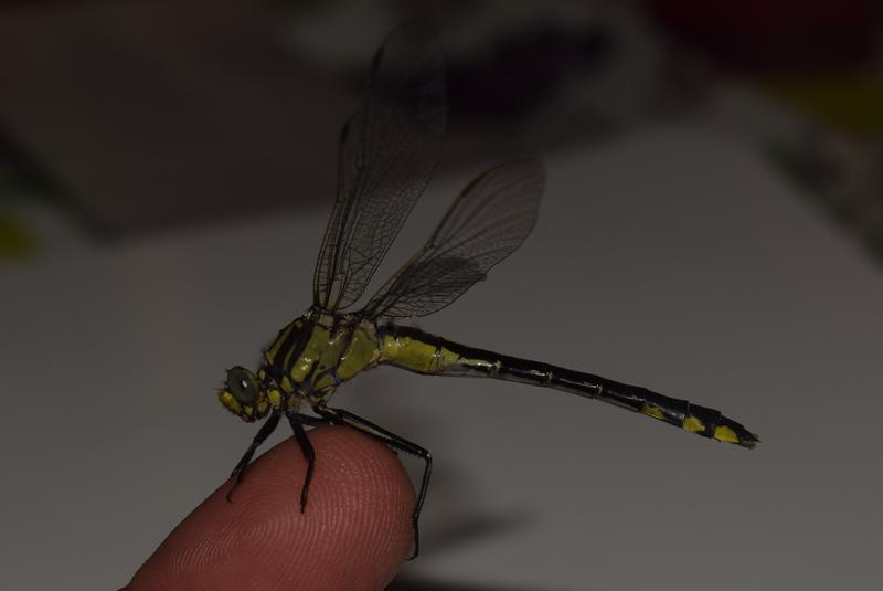 Photo of Midland Clubtail