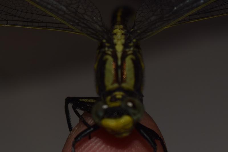 Photo of Midland Clubtail