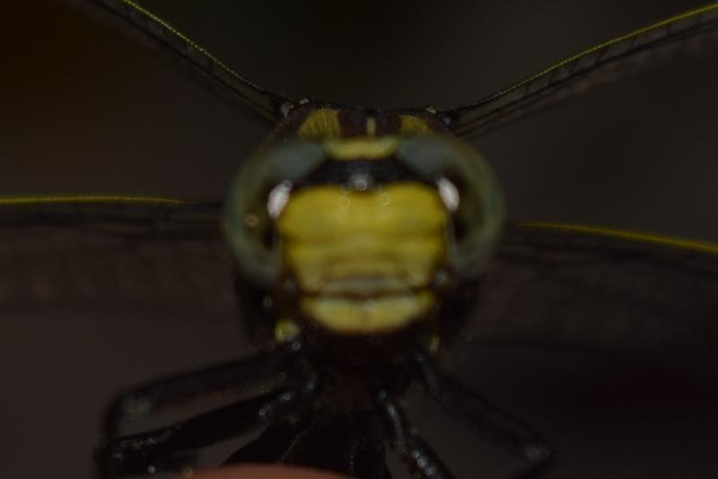 Photo of Midland Clubtail