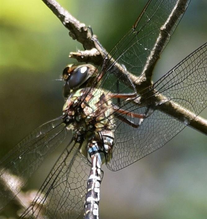 Photo of Green-striped Darner