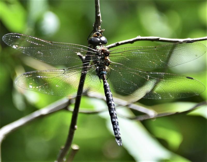 Photo of Green-striped Darner