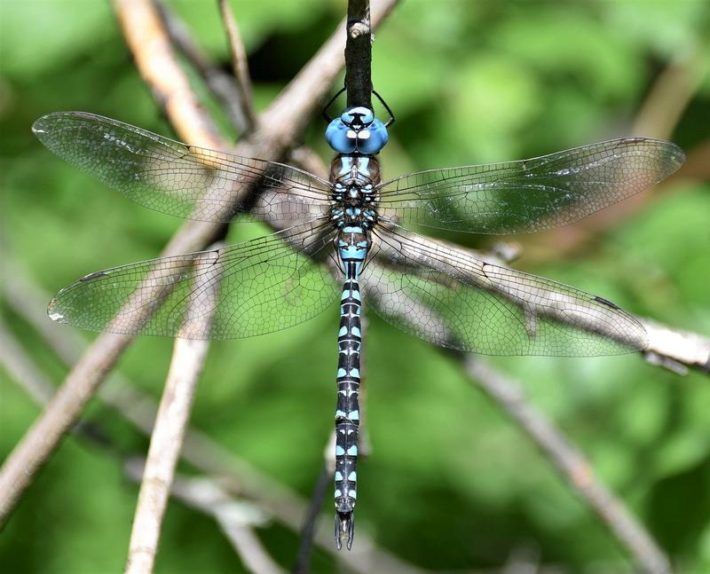 Photo of Spatterdock Darner