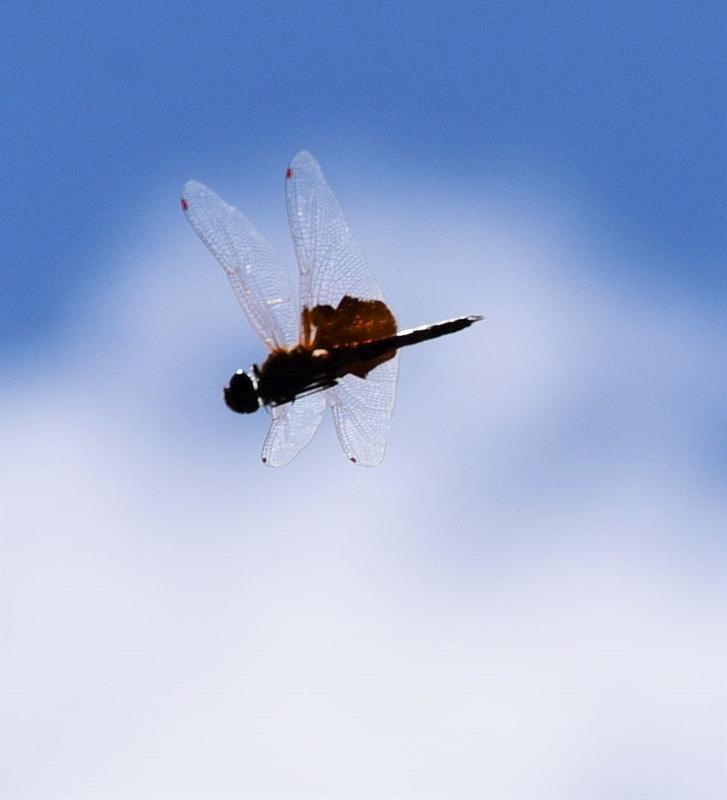 Photo of Carolina Saddlebags