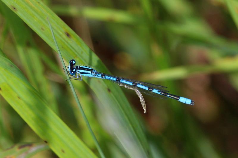 Photo of Hagen's Bluet