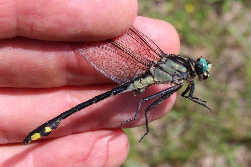 Photo of Midland Clubtail