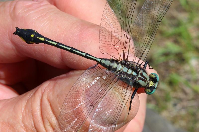 Photo of Midland Clubtail