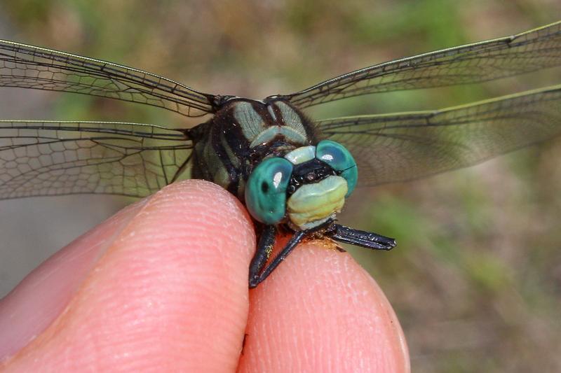 Photo of Midland Clubtail