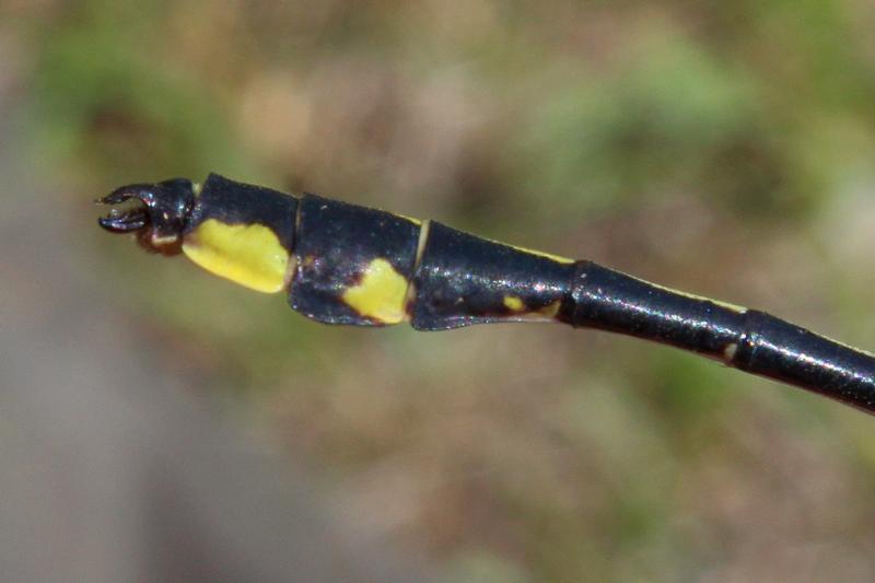 Photo of Midland Clubtail