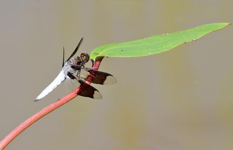 Photo of Common Whitetail