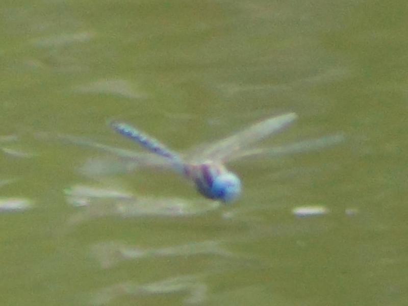 Photo of Blue-eyed Darner