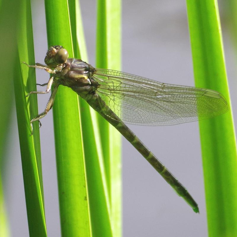 Photo of Arrow Clubtail