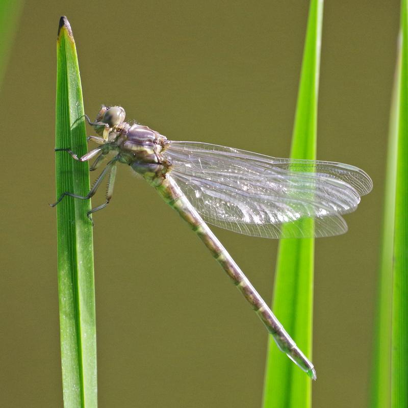 Photo of Arrow Clubtail