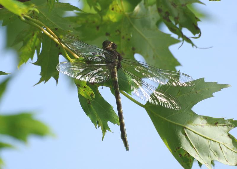 Photo of Arrow Clubtail