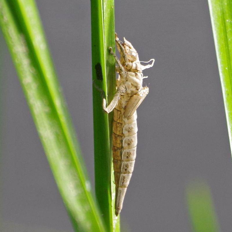 Photo of Arrow Clubtail