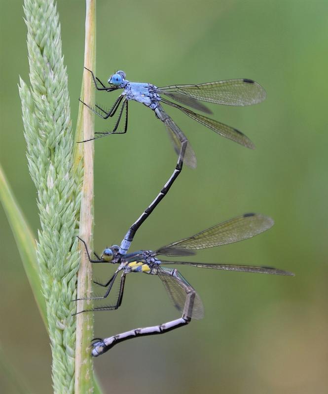 Photo of Amber-winged Spreadwing