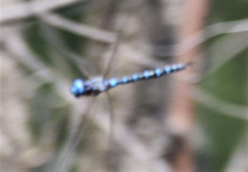 Photo of Spatterdock Darner