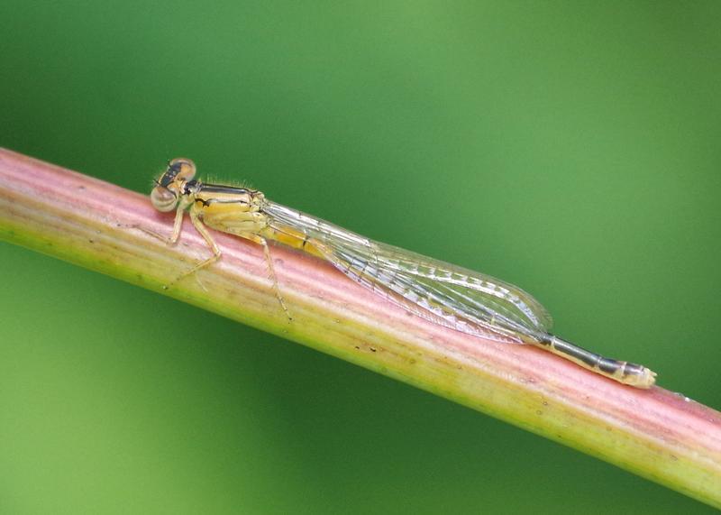 Photo of Eastern Forktail