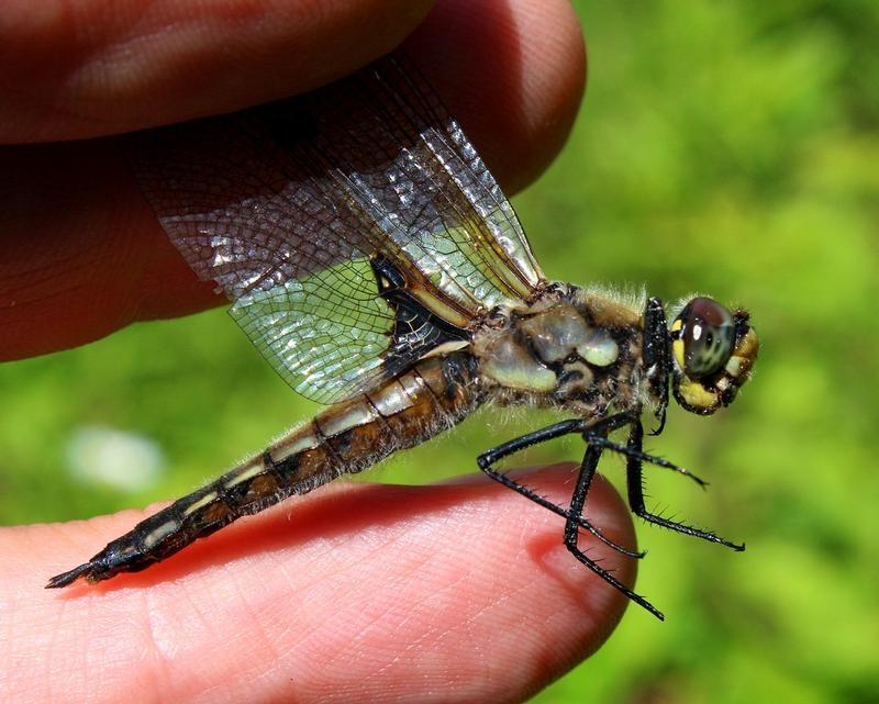 Photo of Four-spotted Skimmer