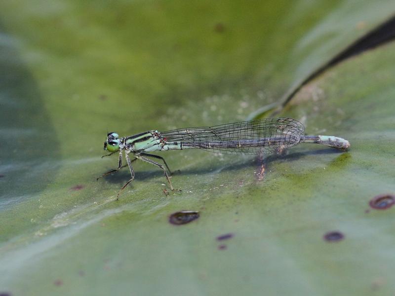 Photo of Lilypad Forktail