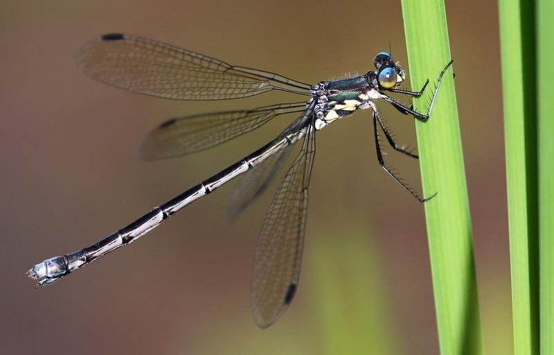 Photo of Amber-winged Spreadwing