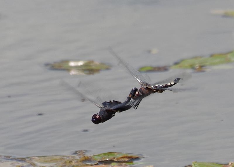 Photo of Black Saddlebags