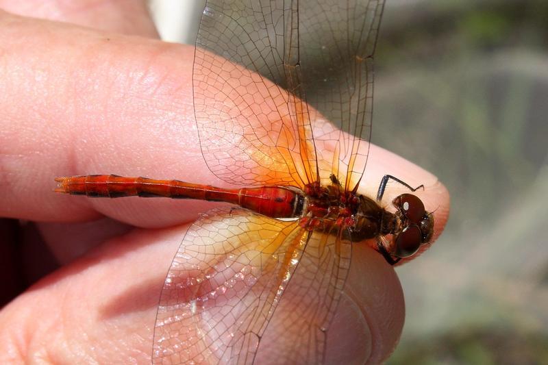 Photo of Cherry-faced Meadowhawk