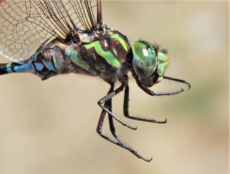 Photo of Green-striped Darner