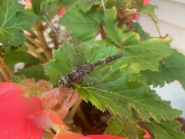 Photo of Canada Darner