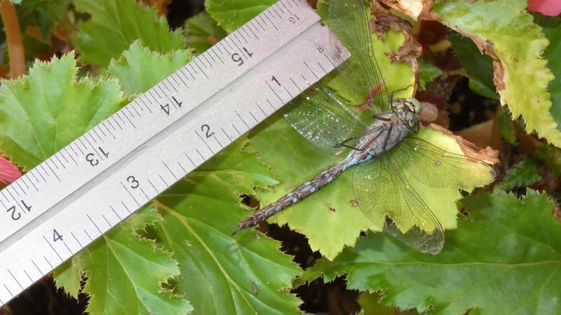 Photo of Canada Darner