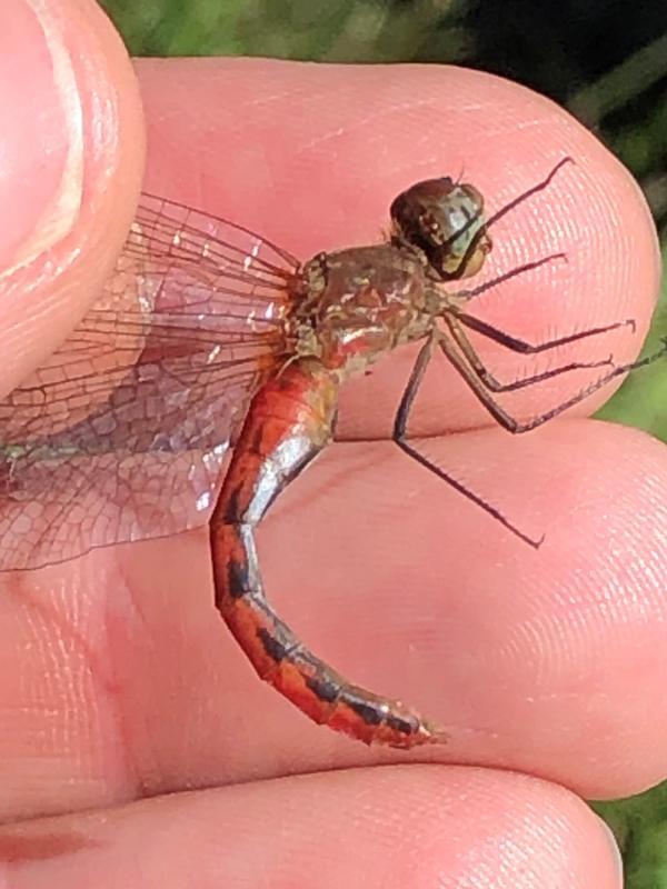 Photo of Ruby Meadowhawk