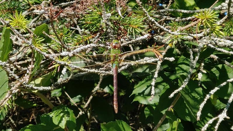 Photo of Common Green Darner