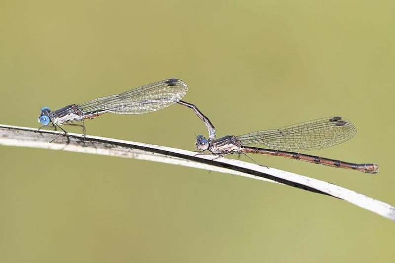 Photo of Spotted Spreadwing