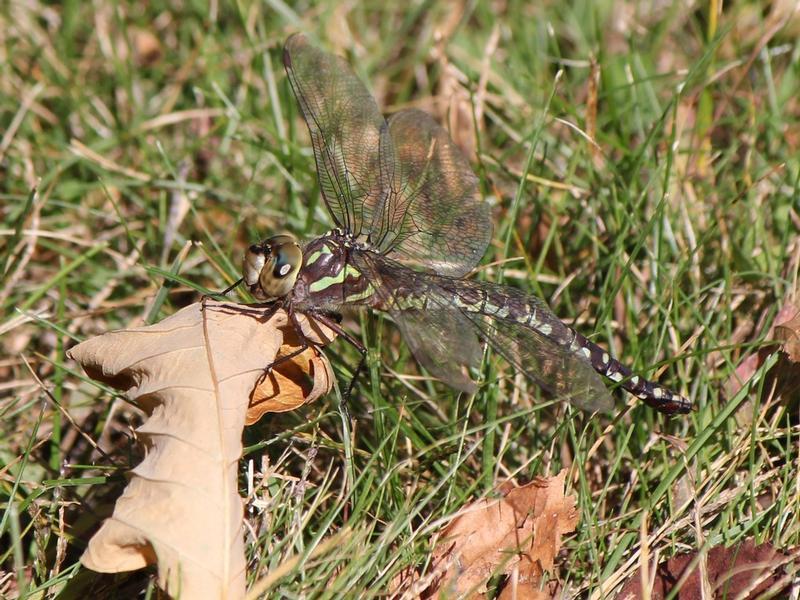 Photo of Green-striped Darner