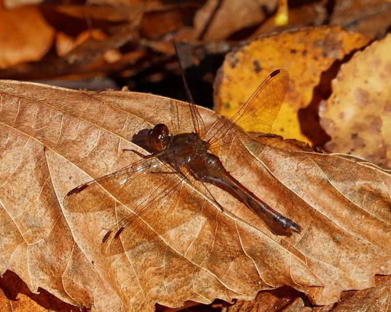 Photo of Autumn Meadowhawk