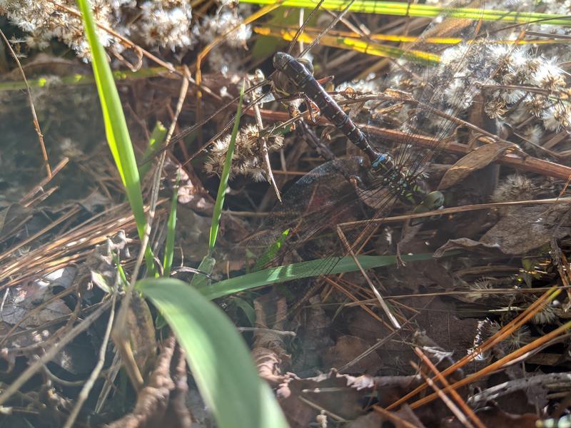 Photo of Shadow Darner