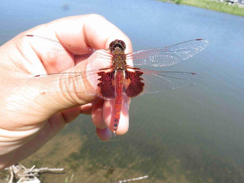 Photo of Red Saddlebags