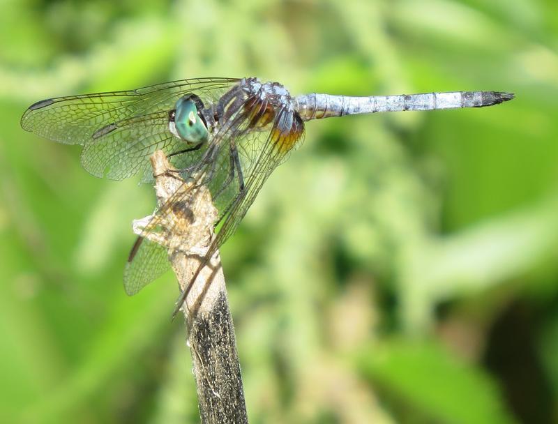 Photo of Blue Dasher