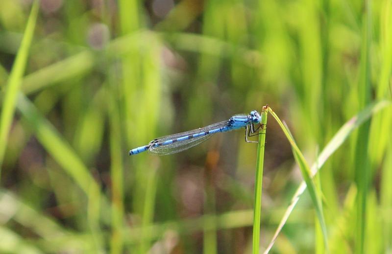 Photo of Boreal Bluet