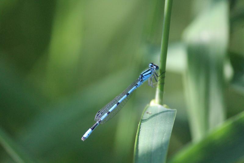 Photo of Boreal Bluet