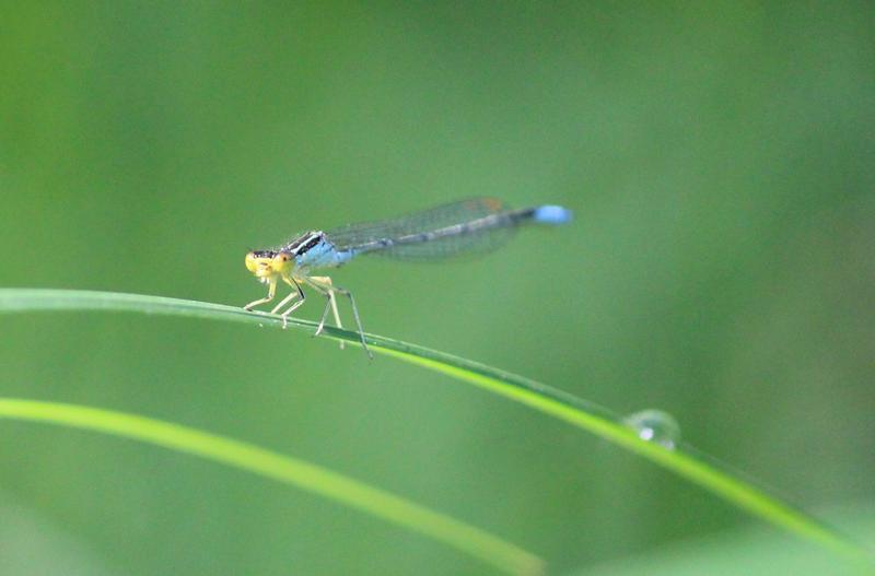 Photo of Rainbow Bluet