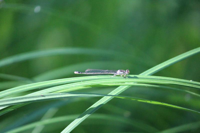 Photo of Rainbow Bluet