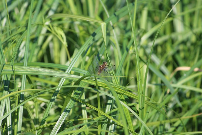 Photo of Dot-tailed Whiteface