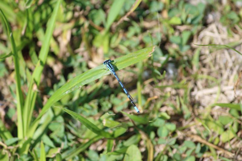 Photo of Familiar Bluet